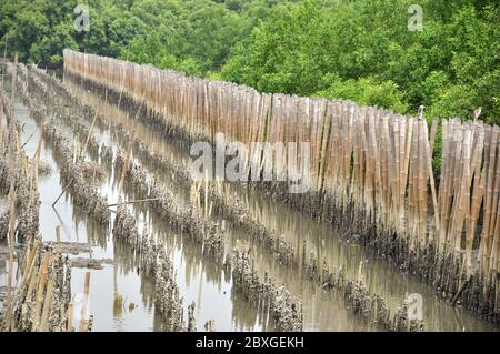 Linea breakwater fatto ​​of bastone di bambù lungo nel fango. Foto Stock