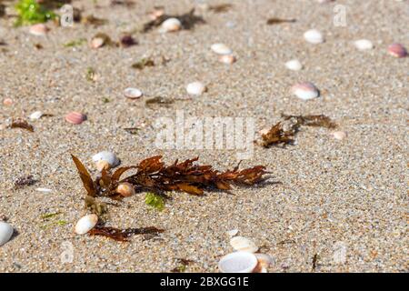 Alghe da vicino sulla riva sabbiosa del Mar Mediterraneo tra le conchiglie Foto Stock