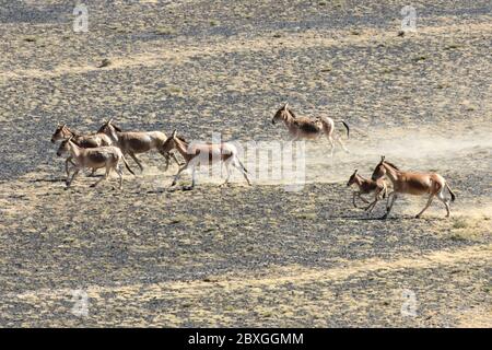 Altay, regione autonoma cinese Xinjiang Uygur. 4 Giugno 2020. Onagers corre alla Riserva Naturale di Kalamayli, Regione Autonoma di Xinjiang Uygur, nella Cina nordoccidentale, il 4 giugno 2020. Credit: Ding Lei/Xinhua/Alamy Live News Foto Stock