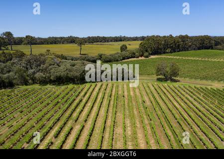Vista aerea di un vigneto tipico nella regione del fiume Margaret dell'Australia Occidentale, a sud di Perth Foto Stock