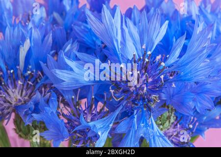 Bellissimi fiori di fiori di cornflower blu su sfondo viola. Bouquet di fiori di mais. Fiori selvatici estivi. Foto Stock