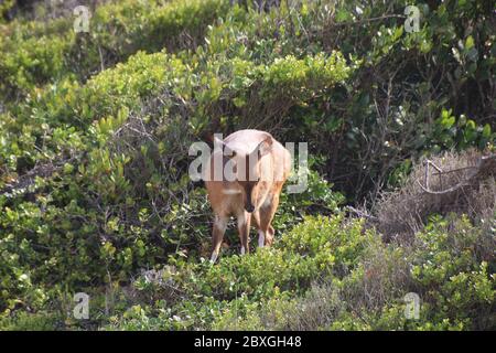 Un giovane duiker comune, un piccolo antilope, nelle fynbos vicino alla spiaggia della Valle della natura. Garden Route, Sudafrica, Africa. Foto Stock