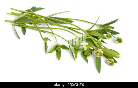 Trifolium montanum, il trifoglio di montagna. Isolato su sfondo bianco Foto Stock