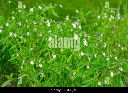 Viola arvensis è una specie di violetta conosciuta con il nome comune di pansy campo Foto Stock