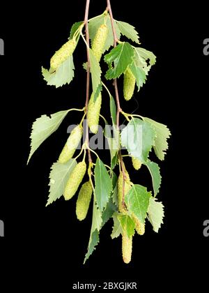 Fogliame e catkins maschili dell'albero nativo britannico della betulla dell'argento, pendola di Betula su uno sfondo nero Foto Stock