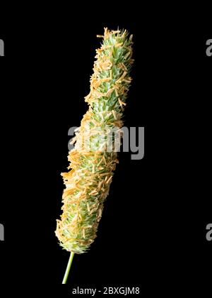 Testa di fiore di erba Timothy, Pratense di Phleum, un'erba nativa del Regno Unito foraggio Foto Stock