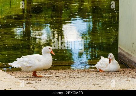 due anatre bianche che si guardano l'una all'altra e sullo sfondo i riflessi di un lago. Foto Stock