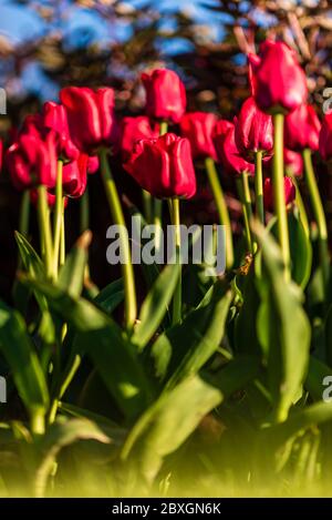 tulipani rossi vellutati presi al sole, tenendo le gambe verdi del fiore cattura saldamente ogni momento caldo Foto Stock