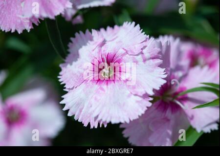 Fiori rossi di Dianthus, chiodo di garofano chinensis, fiore dolce di william nel giardino Foto Stock