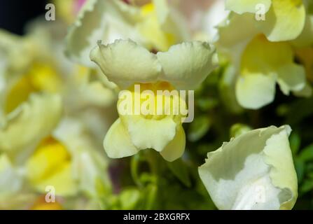 Giallo Snapdragon nome latino Antirhinum majus, fiori belli nel giardino Foto Stock