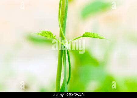 le foglie di avorio velenoso consentono di identificare facilmente la pianta per evitare le reazioni allergiche. Foto Stock