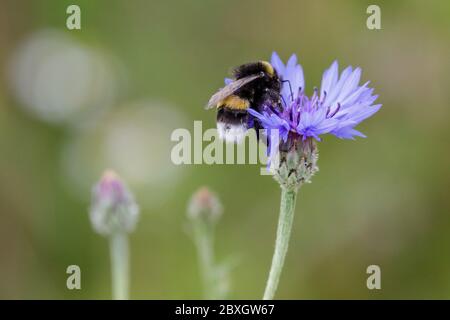 Giardino bumblebee o piccolo giardino Bumble ape (Bombus hortorum) impollinante insetto su fiore di mais (Centaurea cyanus) primo piano Foto Stock