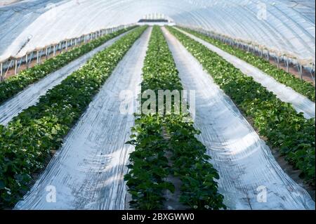 Coltivazione di frutti di fragola con il metodo della plastilicoltura, piante che crescono su pacciame di plastica in tunnel di polietilene a serra walk-in Foto Stock