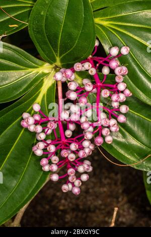 Lampadario (Medinilla cummingii) Foto Stock