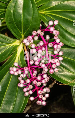 Lampadario (Medinilla cummingii) Foto Stock