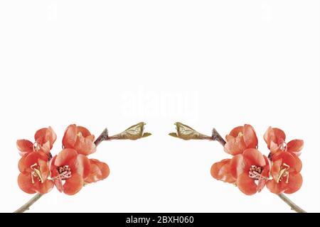 Mela cotogna ornamentale giapponese (Chaenomeles japonica) con sfondo bianco, Hikey. Foto Stock