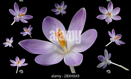 Collage con crocus blu su sfondo nero - viste diverse Foto Stock