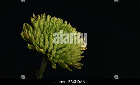 Zinnia verde, Zinnia elegans, su sfondo nero, poco prima di sbiadire Foto Stock