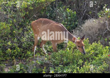 Un giovane duiker comune, un piccolo antilope, nelle fynbos vicino alla spiaggia della Valle della natura. Garden Route, Sudafrica, Africa. Foto Stock