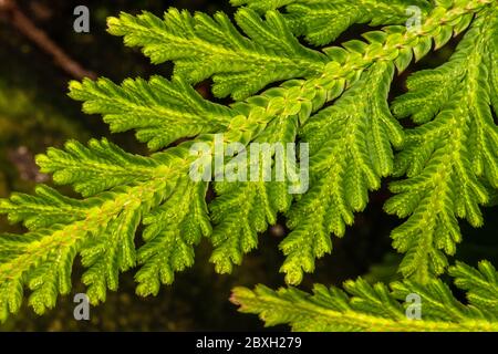 Selaginella (Selaginella umbrosa) Foto Stock