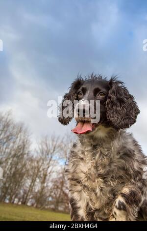 Vista frontale primo piano di inglese Springer Spaniel cane isolato all'aperto fissando con la lingua appendere fuori. Foto Stock