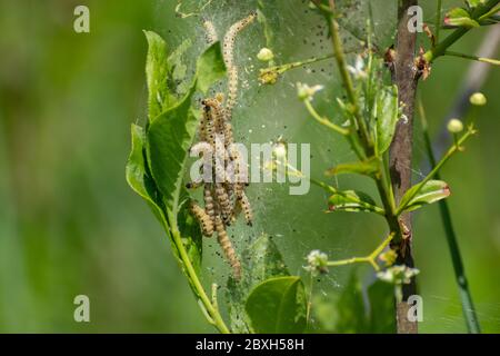 Primo piano di larve di una falda erminale, Yponomeuta malinellus o Gespinstmotte Foto Stock