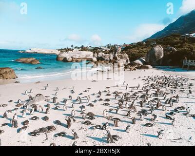 Spiaggia di Pinguine am Boulders Foto Stock