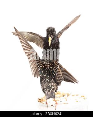 Starlings in volo, combattendo sui mealworm. Foto Stock