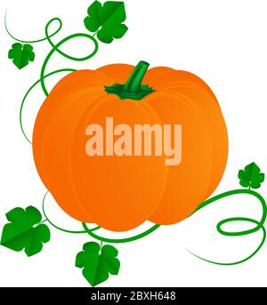 Zucca con foglie per Halloween isolato su sfondo bianco Illustrazione Vettoriale