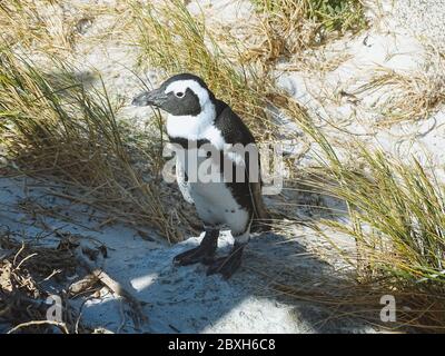 Spiaggia di Pinguine am Boulders Foto Stock