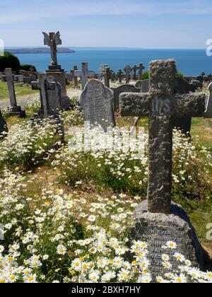 Oxeye daisies nel Cimitero Mortehoe, Devon del Nord, Regno Unito Foto Stock