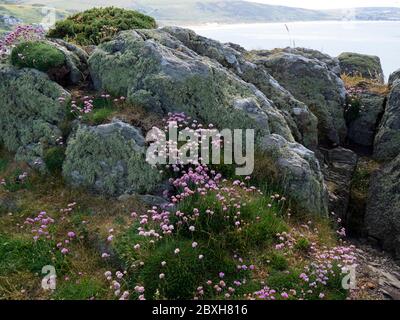 Pink di mare e licheni che crescono su rocce 'denti di male' lungo la spina dorsale di Marte Point, Devon del Nord, Regno Unito Foto Stock