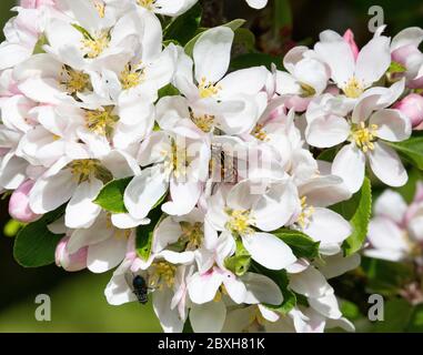 vola su fiori di mela Foto Stock