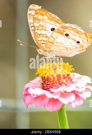 Una farfalla bianca di pavone su un fiore di zinnia. Foto Stock