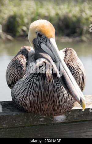 Un pellicano marrone è seduto su una ringhiera di legno in una giornata estiva luminosa a Myrtle Beach South Carolina. Foto Stock