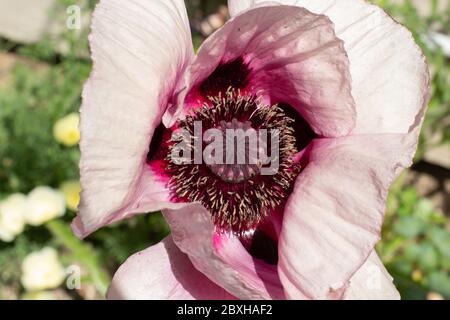 Primo piano di un papavero orientale bianco e viola, Papaver orientale o matrimonio reale. Foto Stock