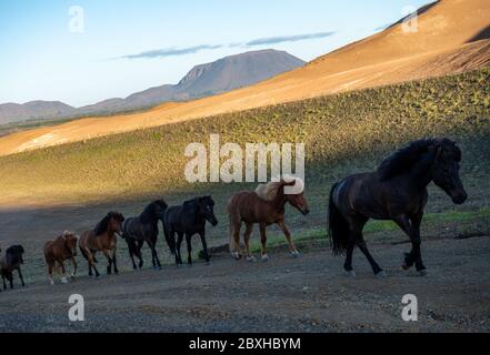 Un allevamento di cavalli islandesi in un pascolo in Islanda Foto Stock