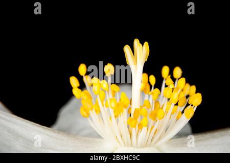 Vista macro a basso angolo del pistil, delle antere e delle stamens in un fiore aperto del cespuglio europeo (lat.: philadelphus coronarius) su un nero. Foto Stock