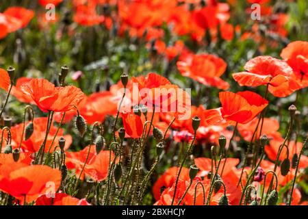 Papaveri rossi che fioriscono in Field Corn Poppy Papaver rhoeas Papaver Flowers Field Poppy Fiori di papavero rosso fiori selvatici Greek Poppy June Annual Plants Foto Stock