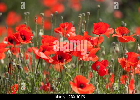 Red Corn poppies Papaver Rhoeas Foto Stock