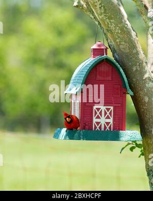 Maschio rosso cardinale appollaiato su un alimentatore di uccelli in stile fienile. Foto Stock