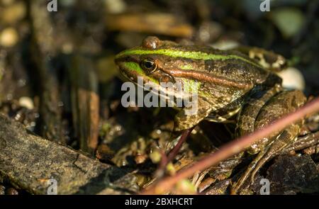 In prossimità di una rana Foto Stock