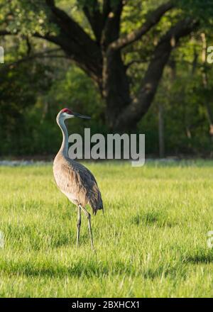 Sandhill Crane in piedi in un pascolo guardando la macchina fotografica. Foto Stock