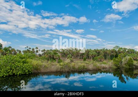 fogliame sul lato e sullo sfondo di un fiume. Palma. Foto Stock