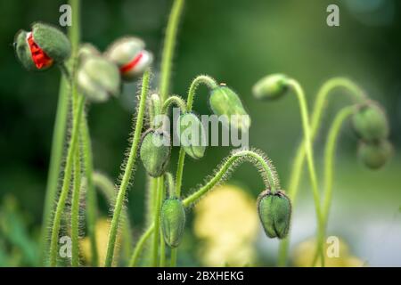 Bizzarro scatto di papaveri verdi con sfondo bokeh Foto Stock