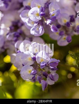 Wysteria in fiore, glicine, fiore di glicine viola, fiori di glicine in fiore Foto Stock