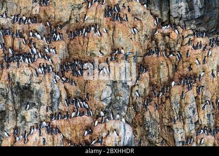 Spessore fatturati murres nesting in estate su sottili mensole di roccia, Coburg Island, NW passaggio, Nunavut, Canada Artico Foto Stock