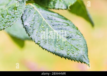 Pioggia gocce d'acqua su foglia di pianta di rosa Foto Stock