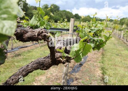 Le viti si avvicinano alla pausa di germoglio al vigneto di Thorncroft, Surrey, Regno Unito, giugno 2020 Foto Stock