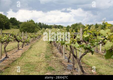 Le viti si avvicinano alla pausa di germoglio al vigneto di Thorncroft, Surrey, Regno Unito, giugno 2020 Foto Stock